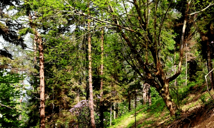 atatürk ormanı