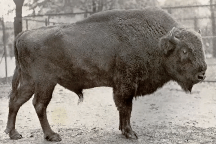 kafkas bizonu