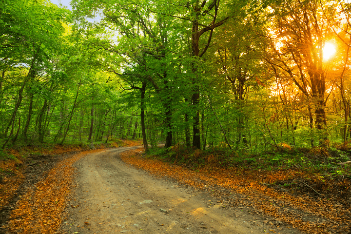 belgrad ormanı